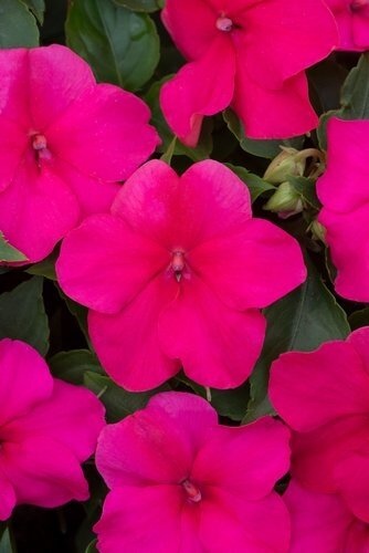 Impatiens Rose Six Pack