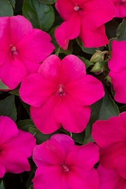 Impatiens Rose Six Pack