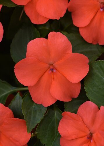 Impatiens Salmon Six Pack