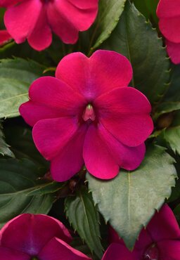 Impatiens Solarscape Magenta Bliss Premium Plug