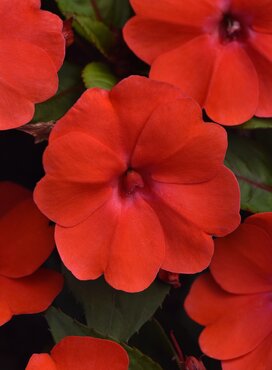 Impatiens Solarscape Orange Burst Premium Plug