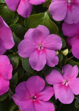 Impatiens Violet 6 Pack