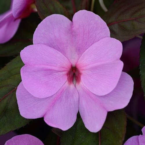 Impatiens Violet Six Pack