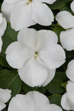 Impatiens White Six Pack