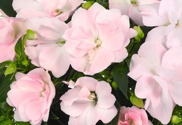 Impatiens Wild Romance Blush Pink 2 Litre