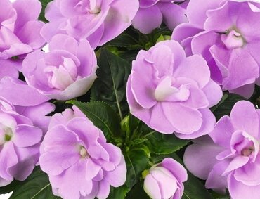 Impatiens Wild Romance Lavender 2 Litre