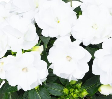 Impatiens Wild Romance White 2 Litre