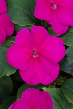 Impatiens Busy Lizzie Violet Shades Jumbo Six Pack