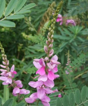 Indigofera Howellii 3 Litre - image 1