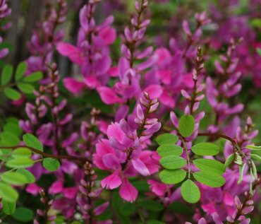 Indigofera Silk Road 3 Litre - image 1