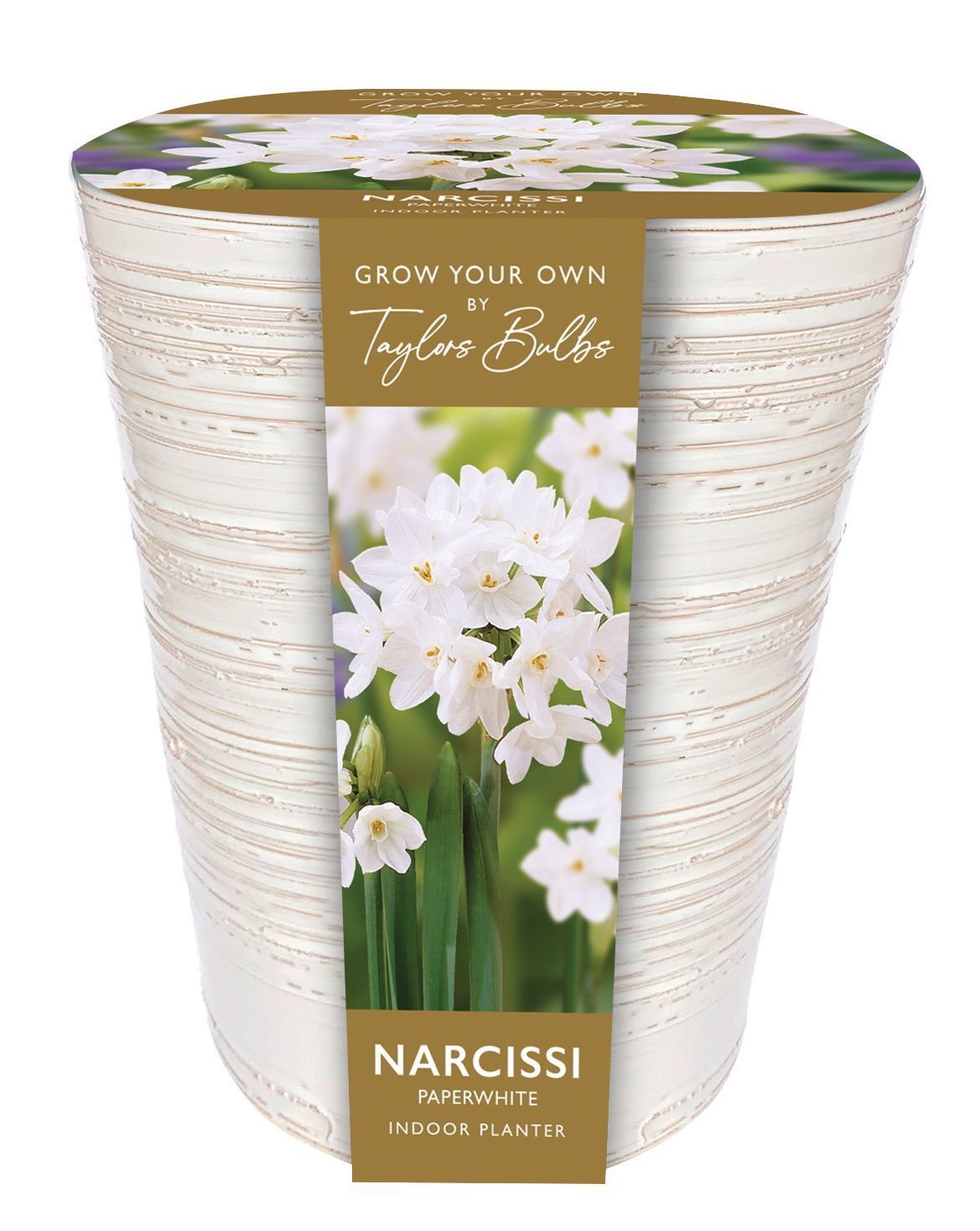 Indoor Paperwhite Galilee Planter Stewarts Garden Centre