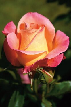 Inspiration Bush Rose 3 Litre - image 1