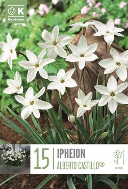 Ipheion Alberto Castillo