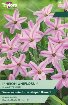 Ipheion Charlotte Bishop