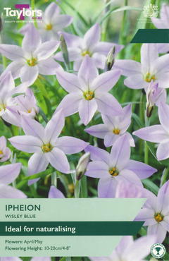 Ipheion Wisley Blue