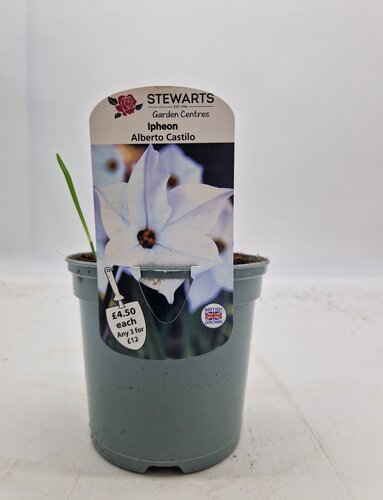 Ipheon Alberto Castilo Potted Bulb 1 Litre