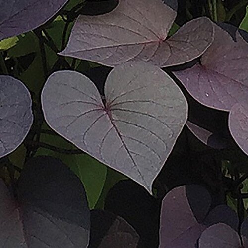 Ipomoea Solar Power Black 1 Litre