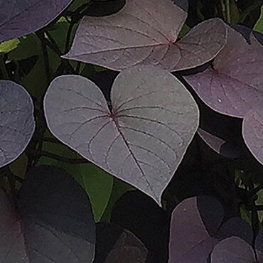Ipomoea Solar Power Black 1 Litre