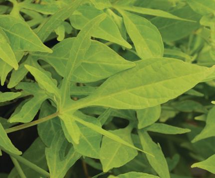 Ipomoea Solar Power Green 1 Litre