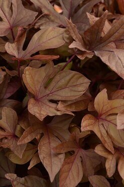 Ipomoea Solar Power Red 1 Litre