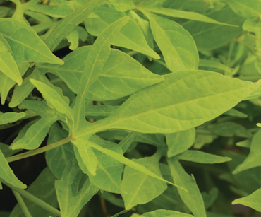 Ipomoea Sweet Caroline Green 1 Litre