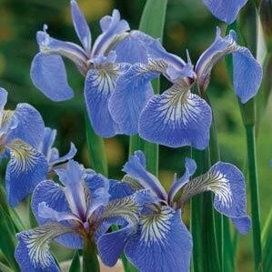 Iris Baby Blue 2 Litre