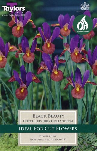 Iris Black Beauty x 10