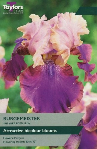 Iris Burgemeister