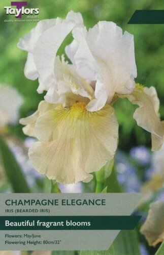 Iris Champagne Elegance