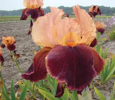 Iris Cranberry Swirl 3 Litre