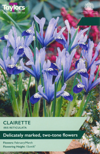 Iris Dwarf Clairette