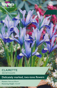 Iris Dwarf Clairette