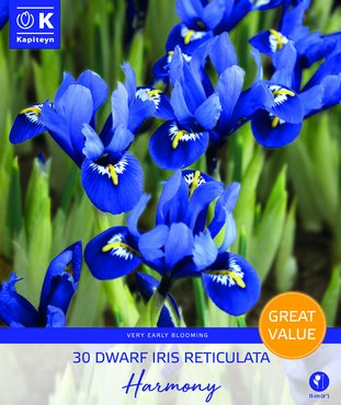 Iris Dwarf Reticulata Harmony Promo Pack