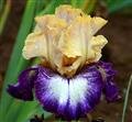 Iris 'Echassier' 3 Litre