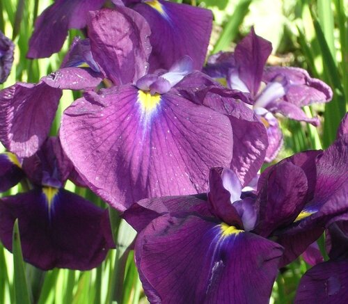 Iris Ensata Variegata 2 Litre