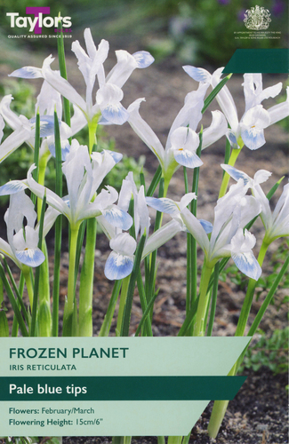 Iris Frozen Planet