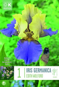 Iris Germanica Edith Wolford