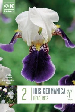 Iris Germanica Headlines