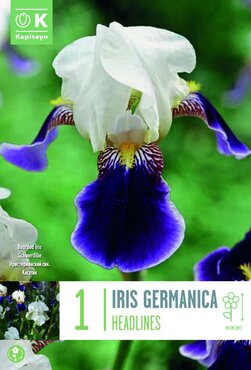 Iris Germanica Headlines