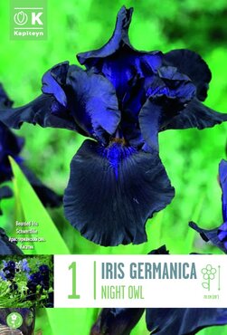Iris Germanica Night Owl