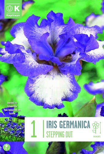 Iris Germanica Stepping Out