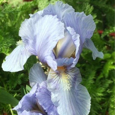 Iris Harriette Halloway 2 Litre