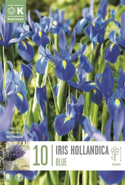 Iris Hollandica Blue