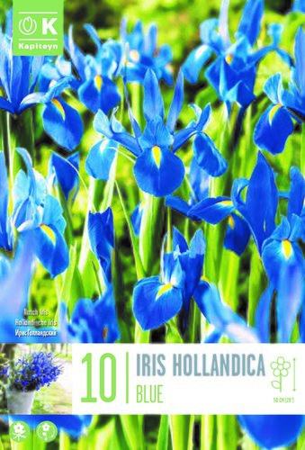 Iris Hollandica Blue x 10