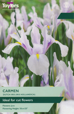 Iris Hollandica Carmen