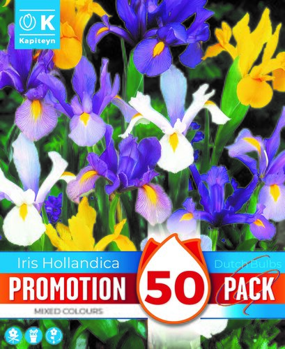 Iris Hollandica Mixed Promo Mixed