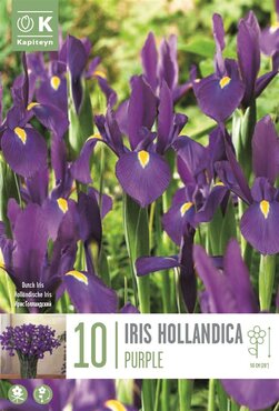 Iris Hollandica Purple