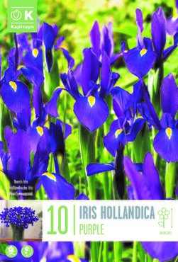 Iris Hollandica Purple x 10