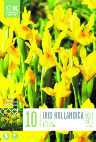 Iris Hollandica Royal Yellow x 10