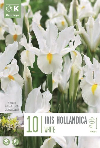 Iris Hollandica White